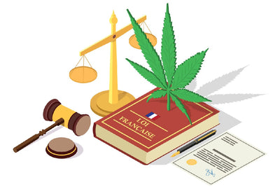 Réglementation française du Cannabis