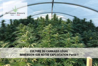 Culture du cannabis français chez Carrément Chanvre - Partie 1/2