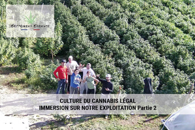 Culture du cannabis français chez Carrément Chanvre - Partie 2/2