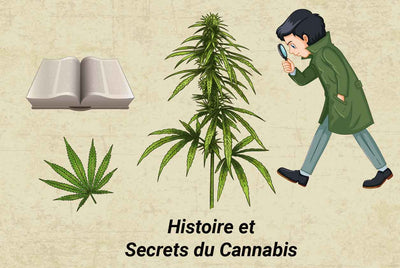 Cannabis – Histoire et secrets d’une plante pas comme les autres