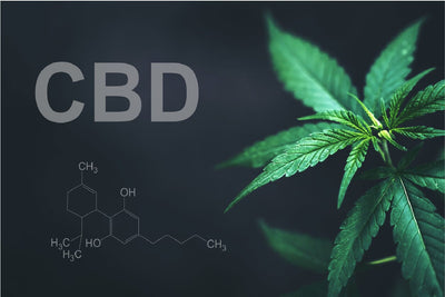 Huile CBD : Comprendre l’effet d'entourage