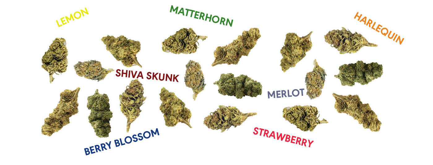Fleurs & Pollens Cannabis
