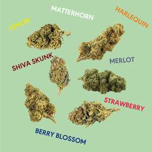 Producteur CBD Français - Greenhouse Indoor - Variétés Carrément Chanvre