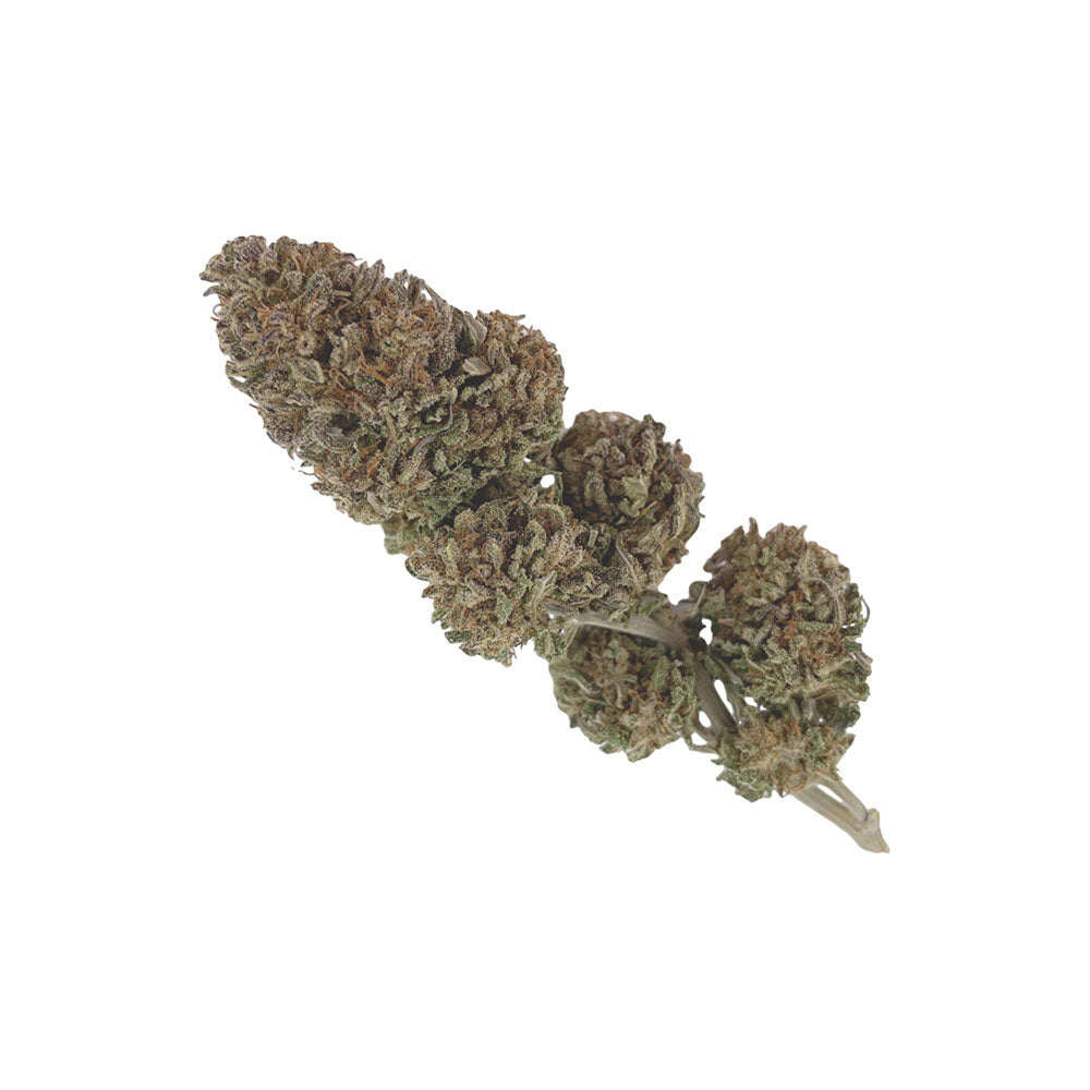 Merlot Greenhouse CBD Français Producteur Carrément Chanvre